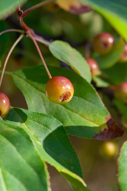 并恢复昔日 并恢复昔日